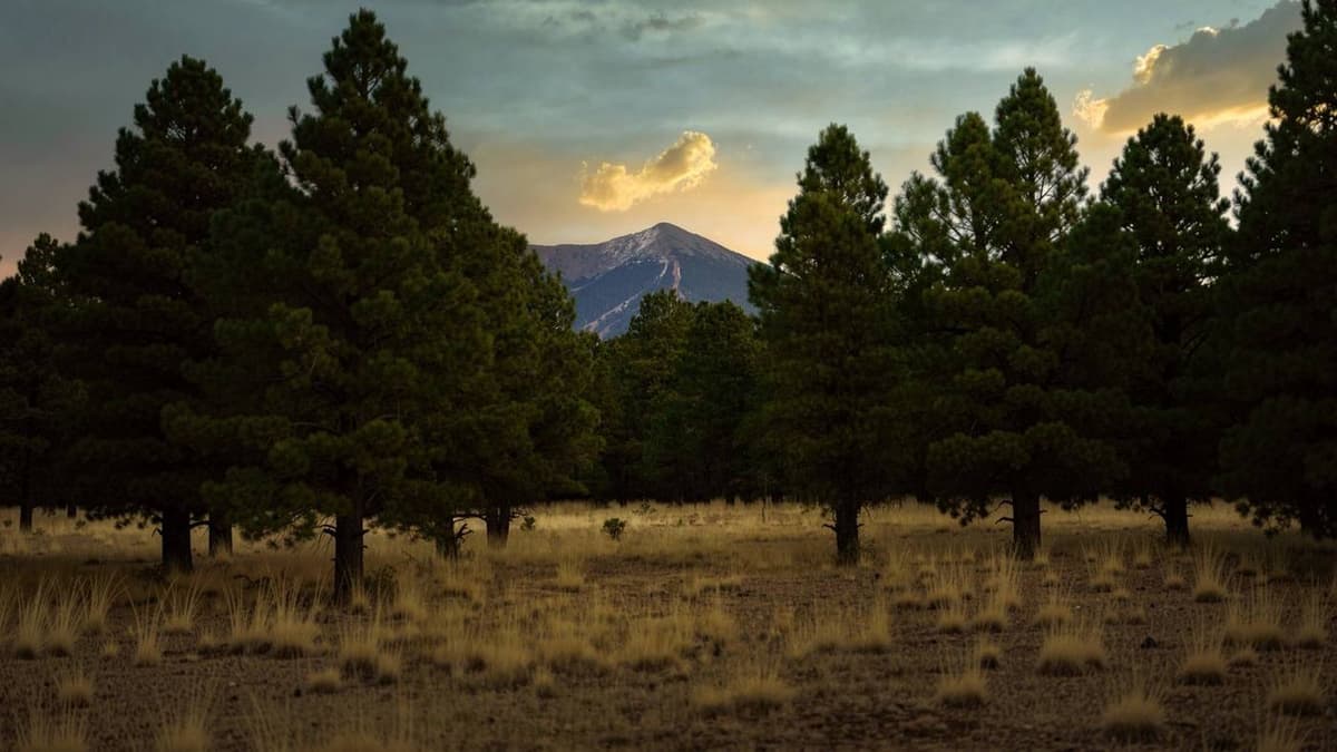 Humphreys Peak at dusk, seen through ponderosa pines outside Flagstaff